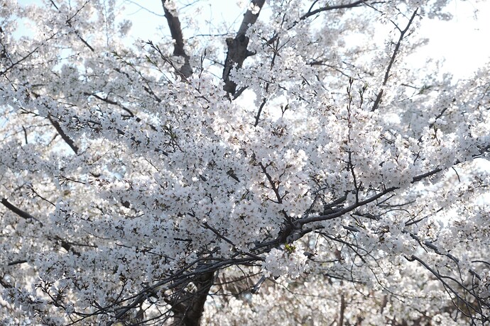 DSCF2408