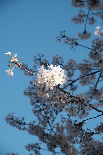 DSCF2421