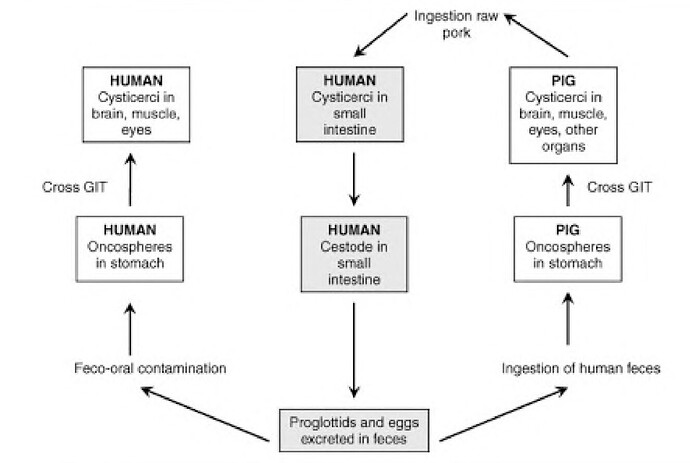 This image is a flowchart that outlines the pathway of human cysticerci in the brain, muscle, eyes, other organs, and the cross-GIT (gastrointestinal tract) system.  (Captioned by AI)