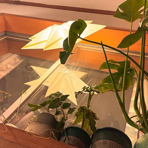 有点蔫巴的小花园