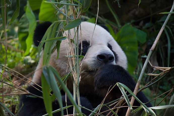 The image shows a panda bear resting in a lush, green environment, surrounded by bamboo plants and leaves. (由 AI 生成标题)