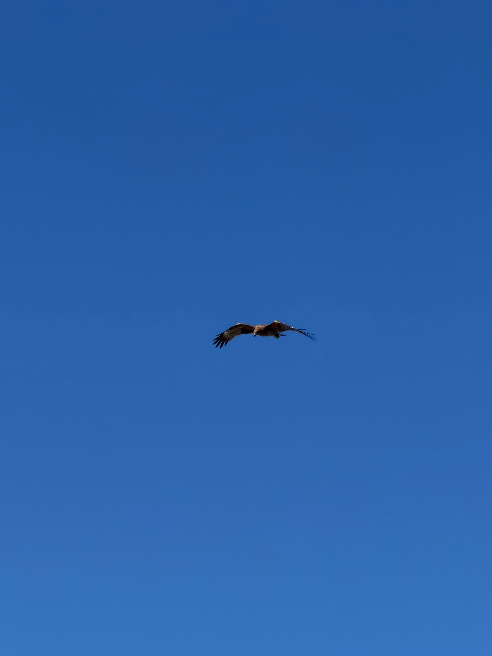 IMG_0737|375x500