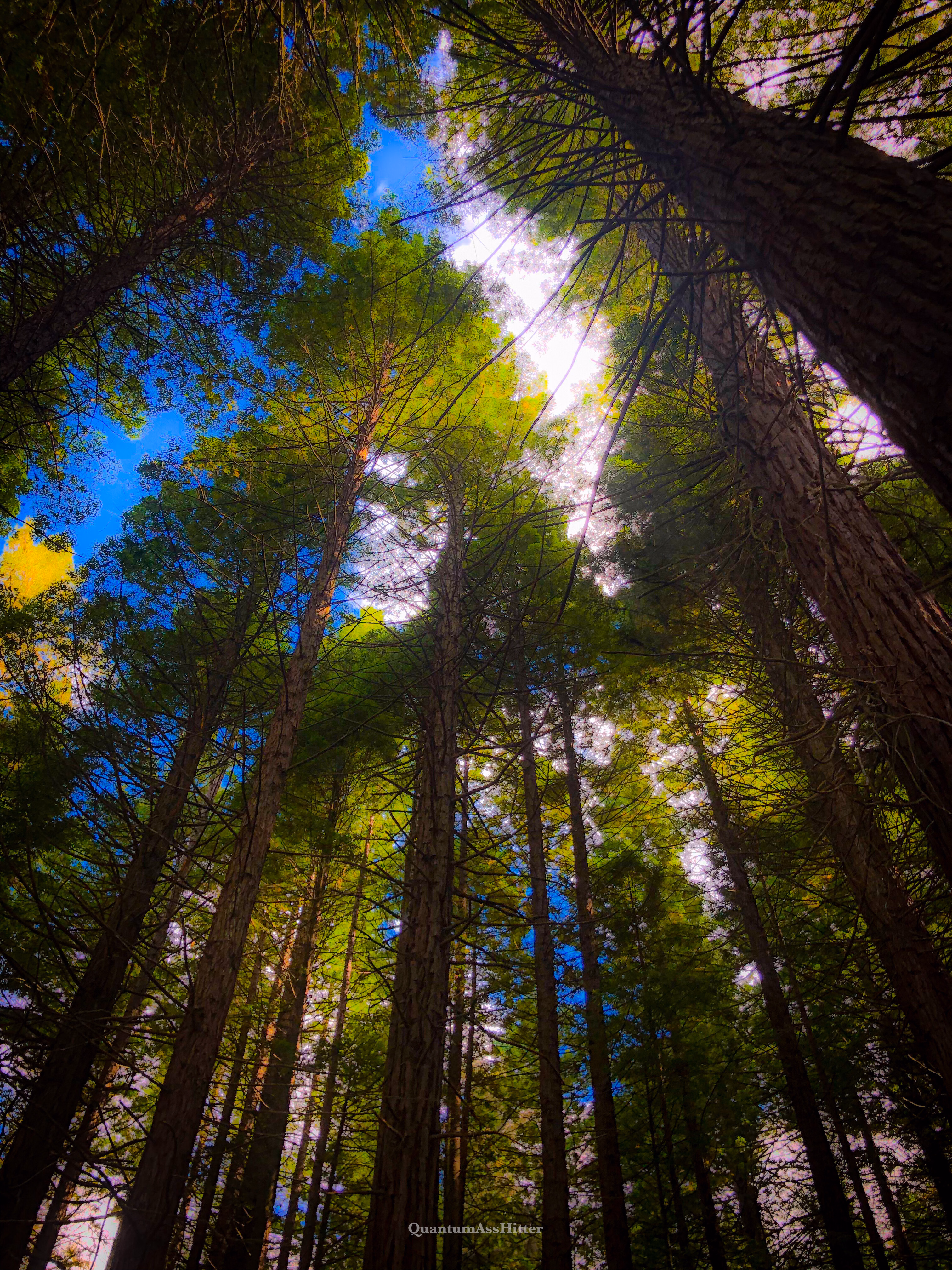 The Redwoods Whakarewarewa Forest, Rotorua|375x500