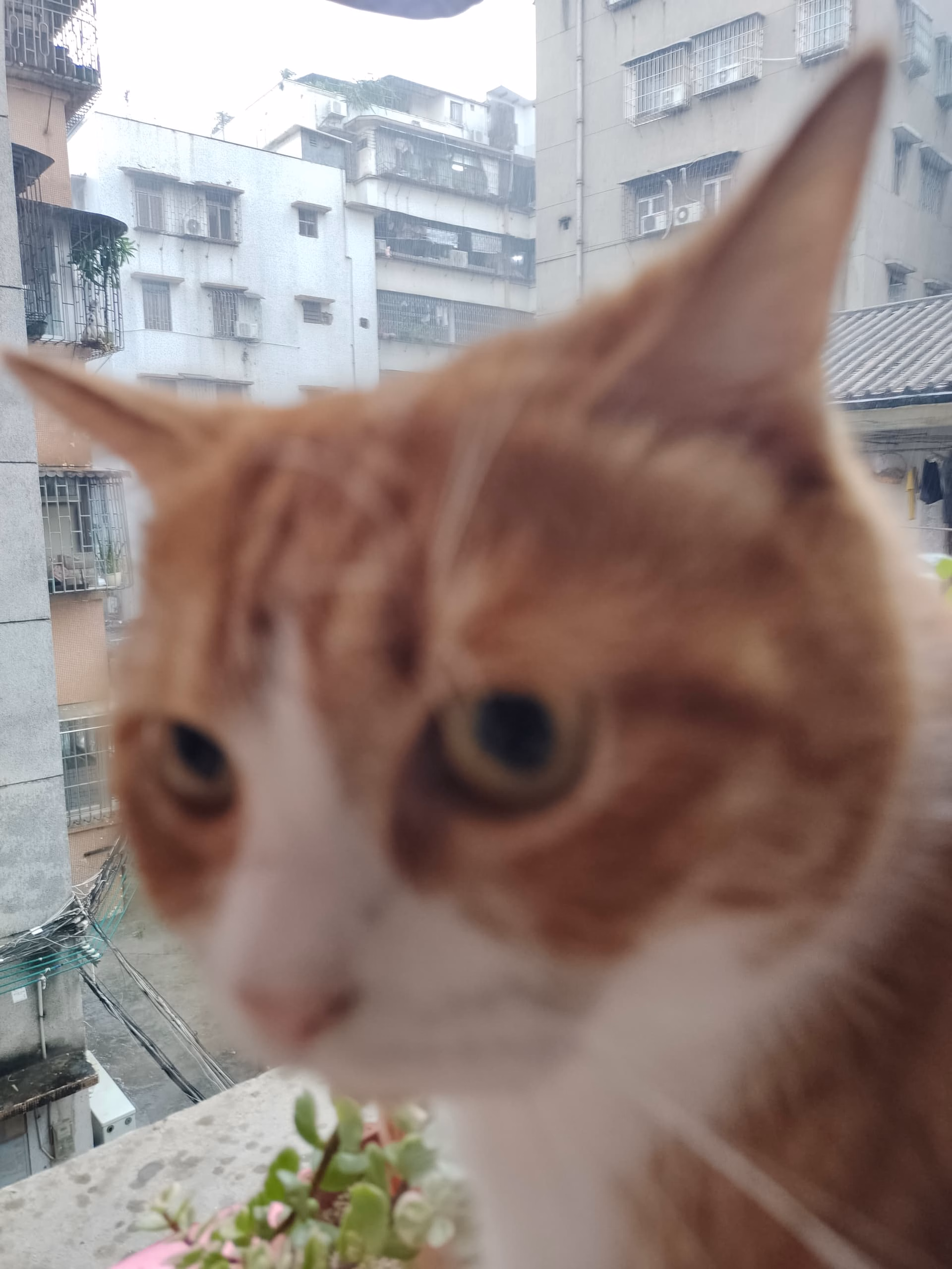 cat_Sight|375x500