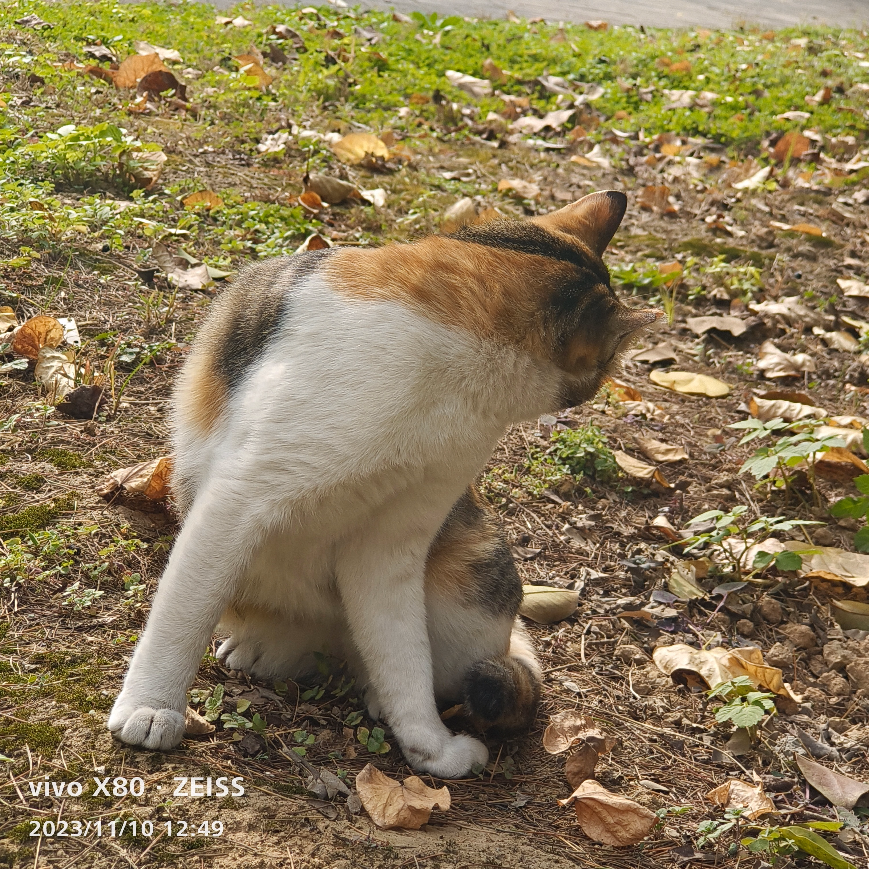 IMG_20231110_124903|500x500