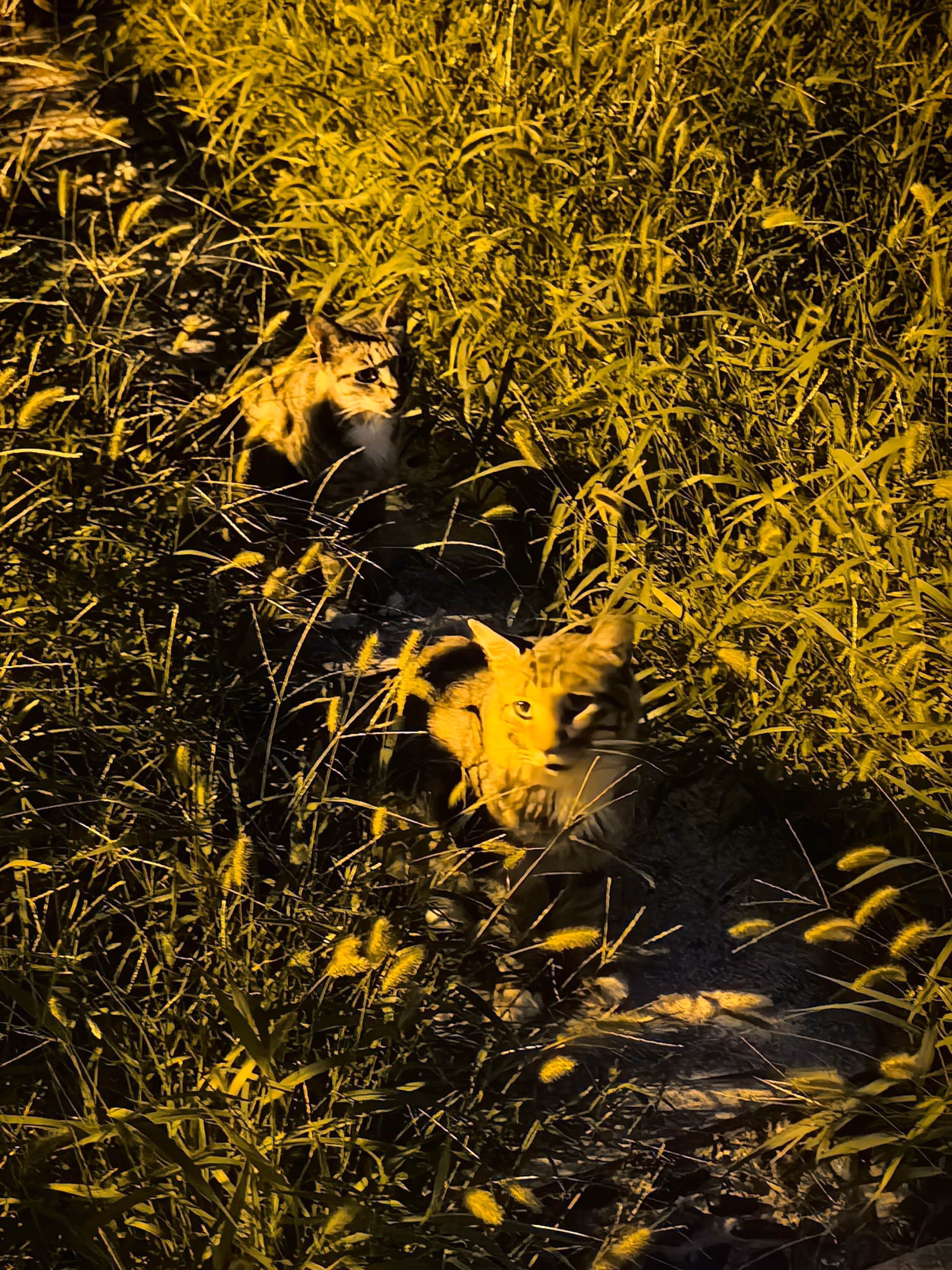 IMG_20250816_192413|375x500