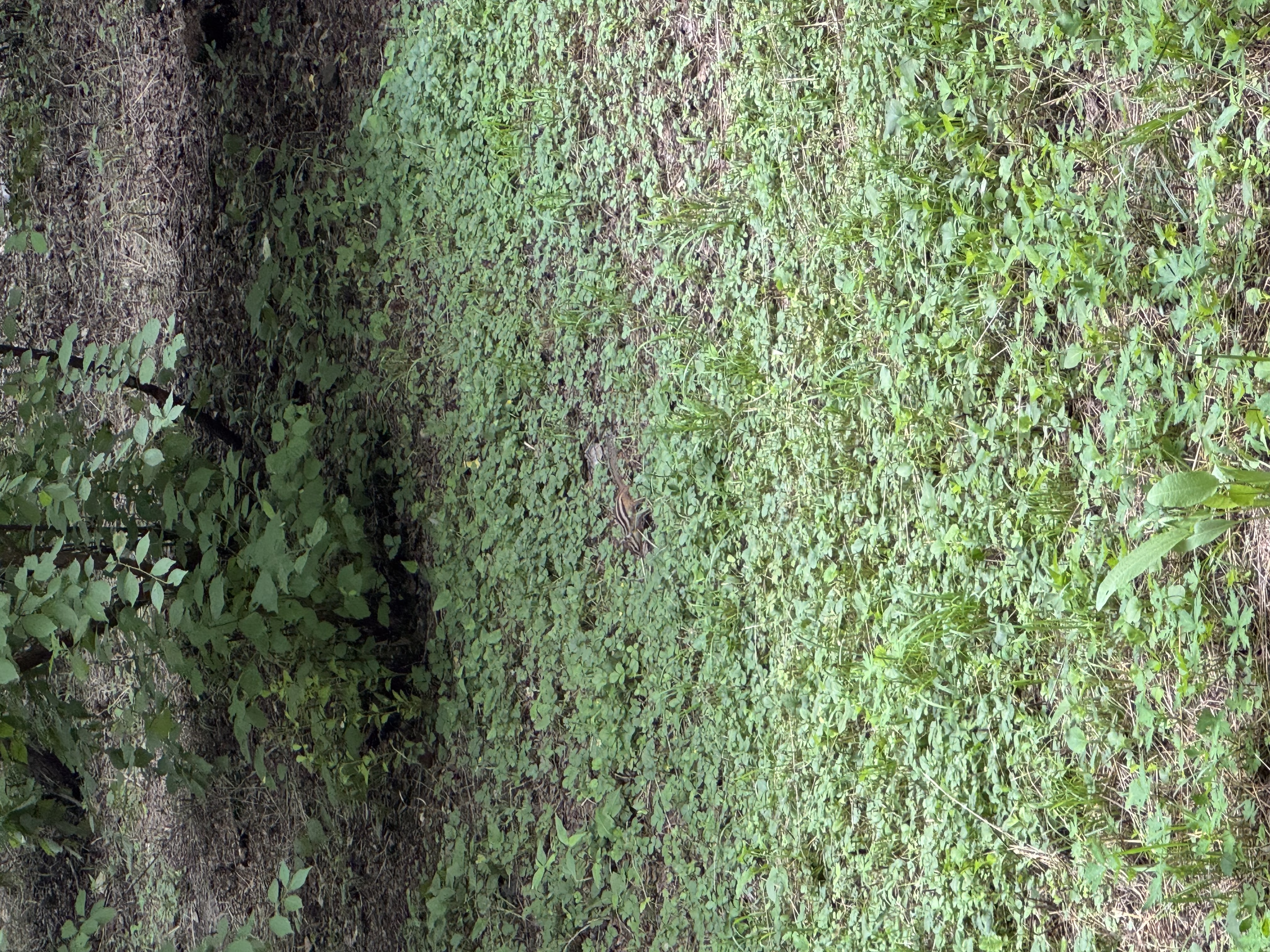 IMG_9357.jpeg|375x500