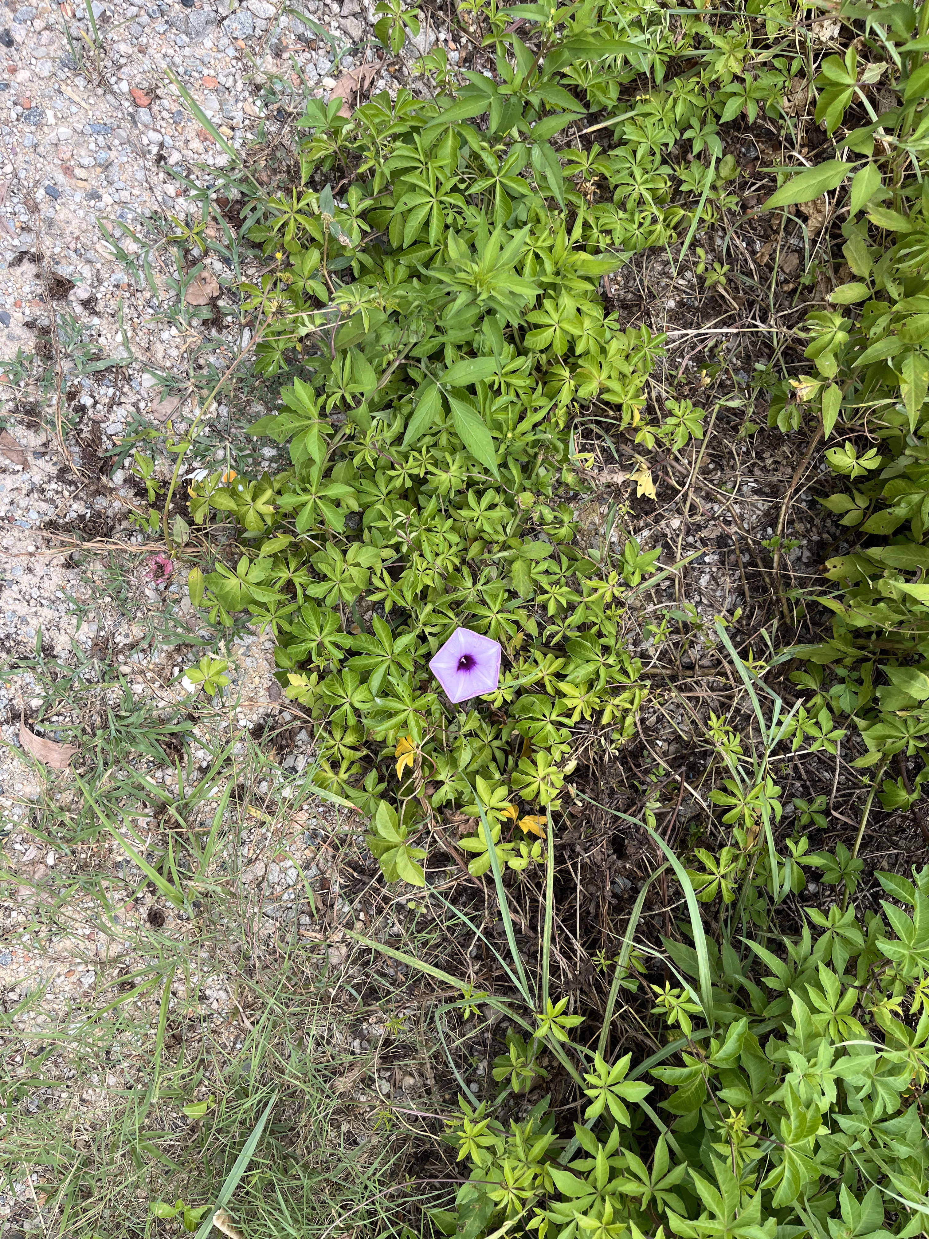 IMG_5228.HEIC|375x500