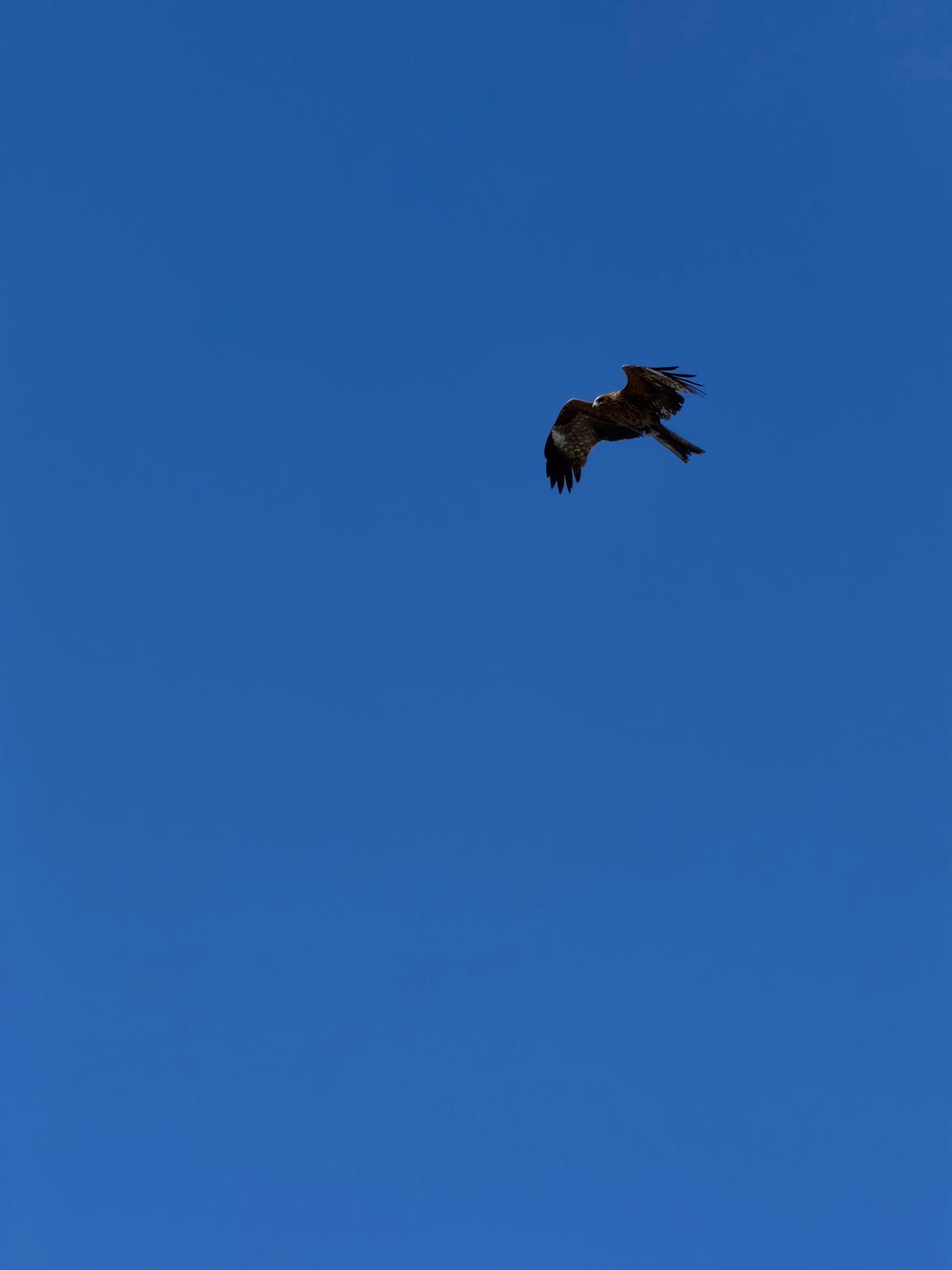 IMG_0738|375x500