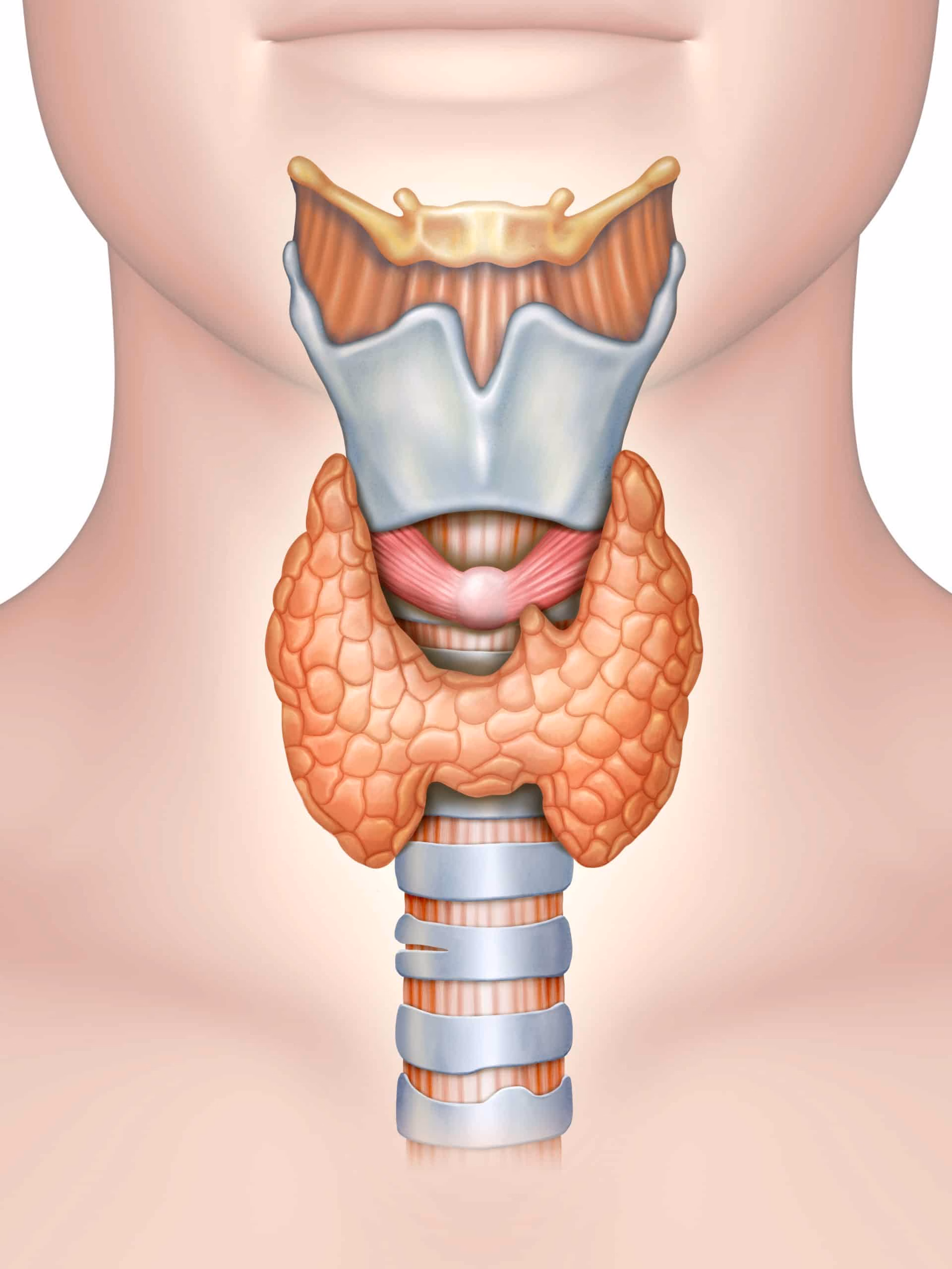 This is a medical illustration of a human neck and throat, showing the anatomy of the larynx, trachea, and esophagus.  (Captioned by AI)|375x500