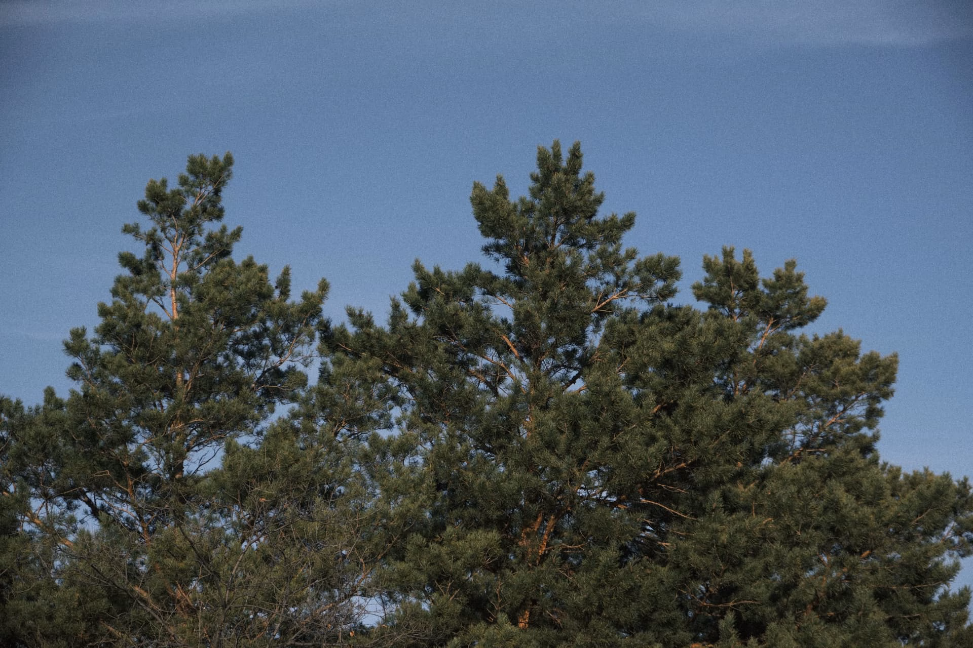 image|690x460