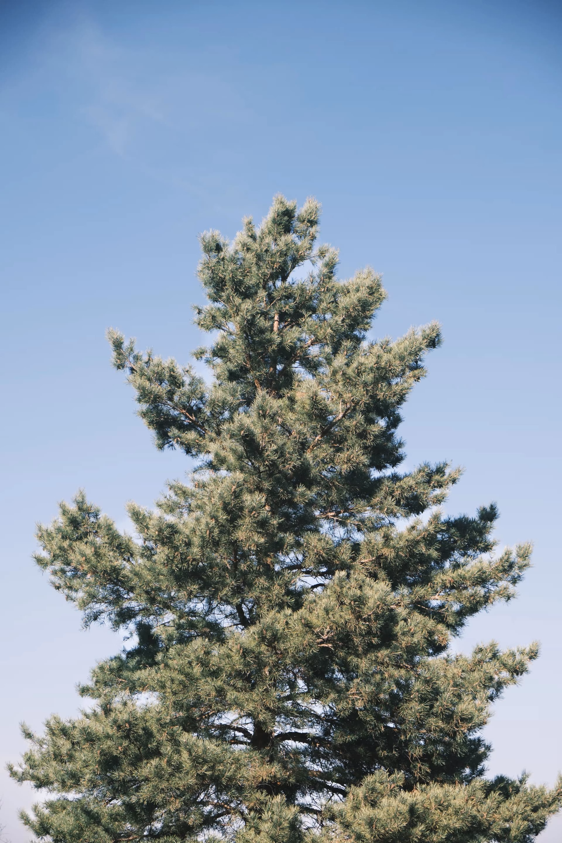 image|333x500