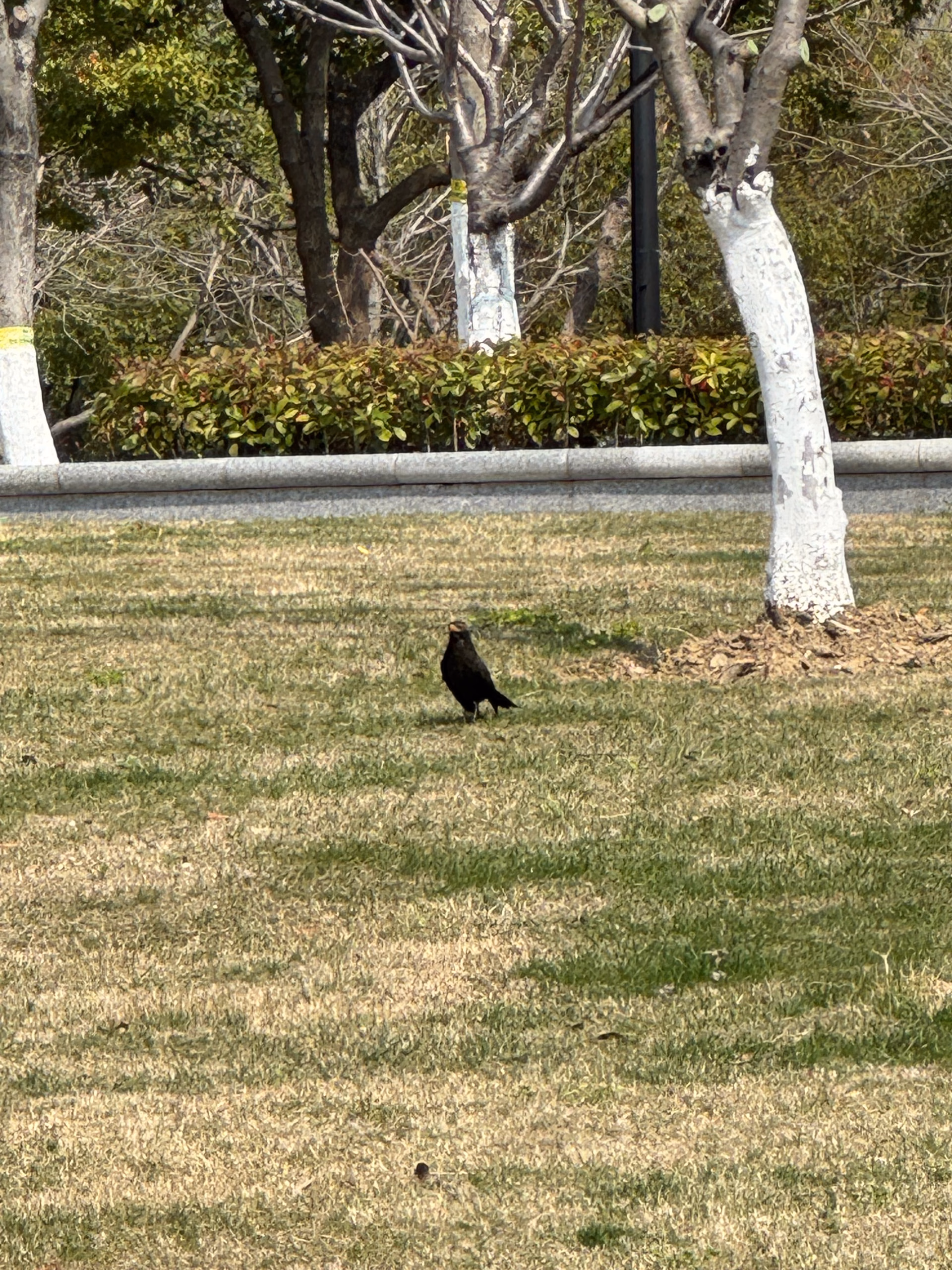 IMG_7574|375x500