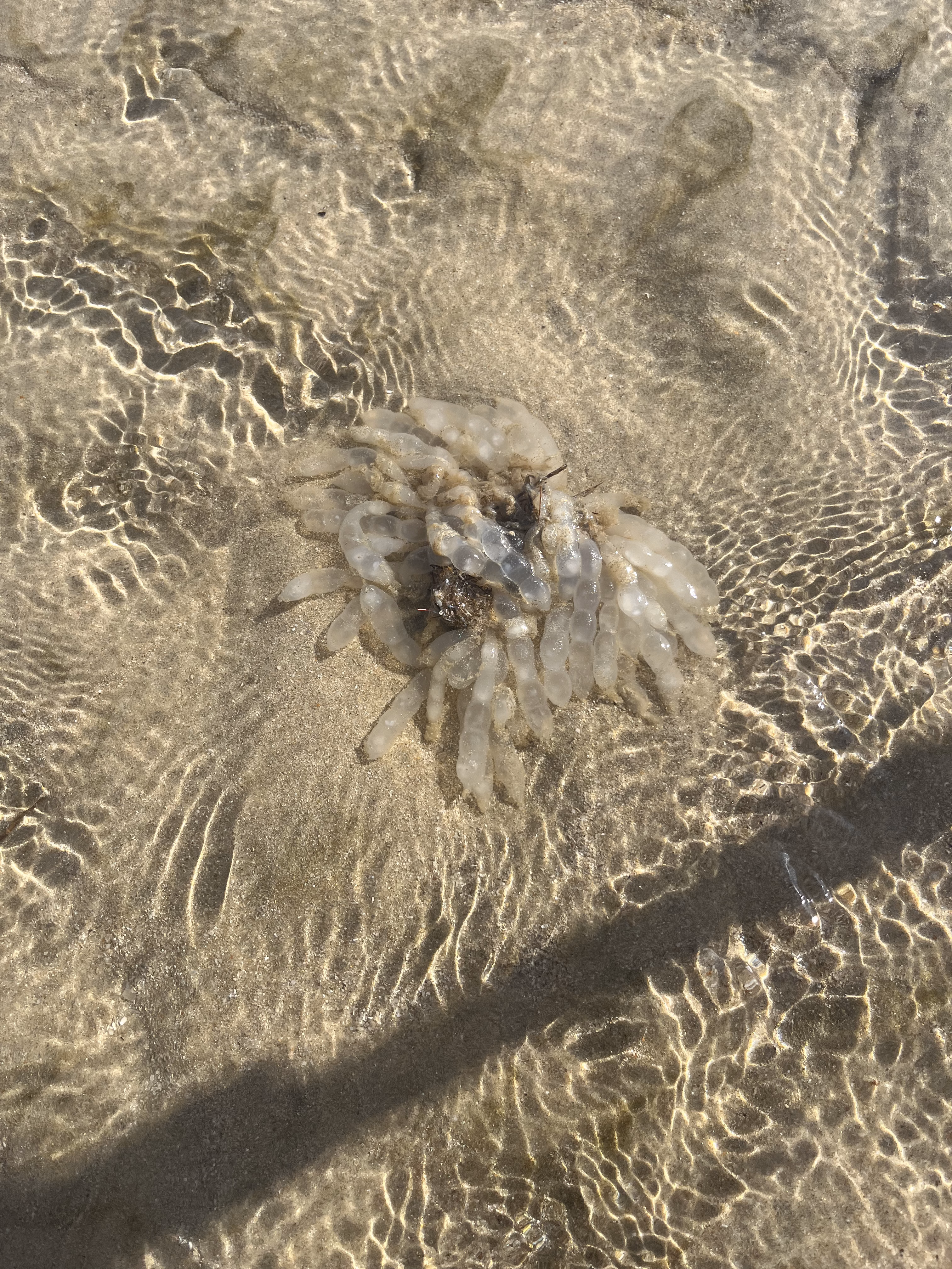 IMG_5112.HEIC|375x500