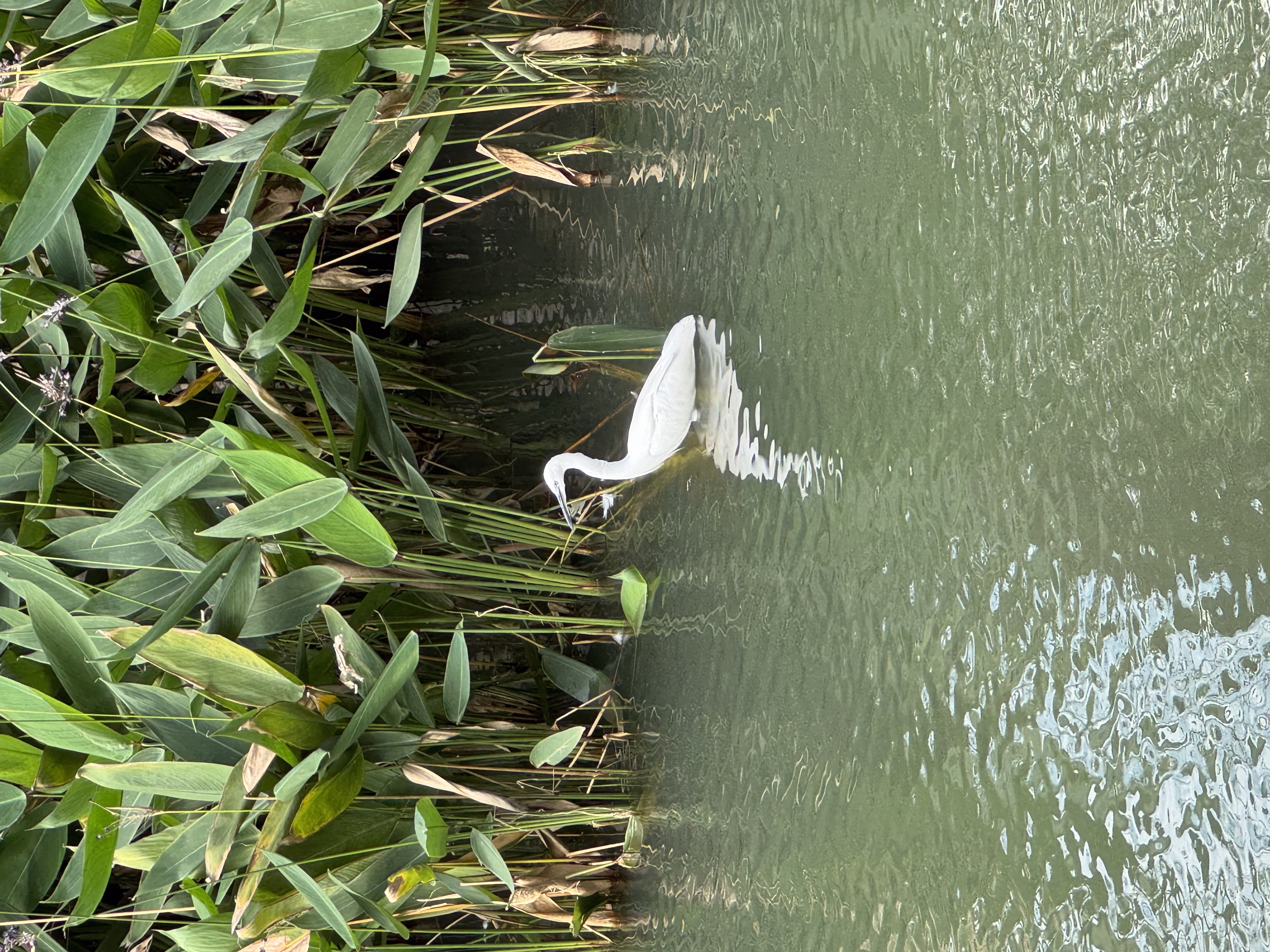 IMG_3467.jpeg