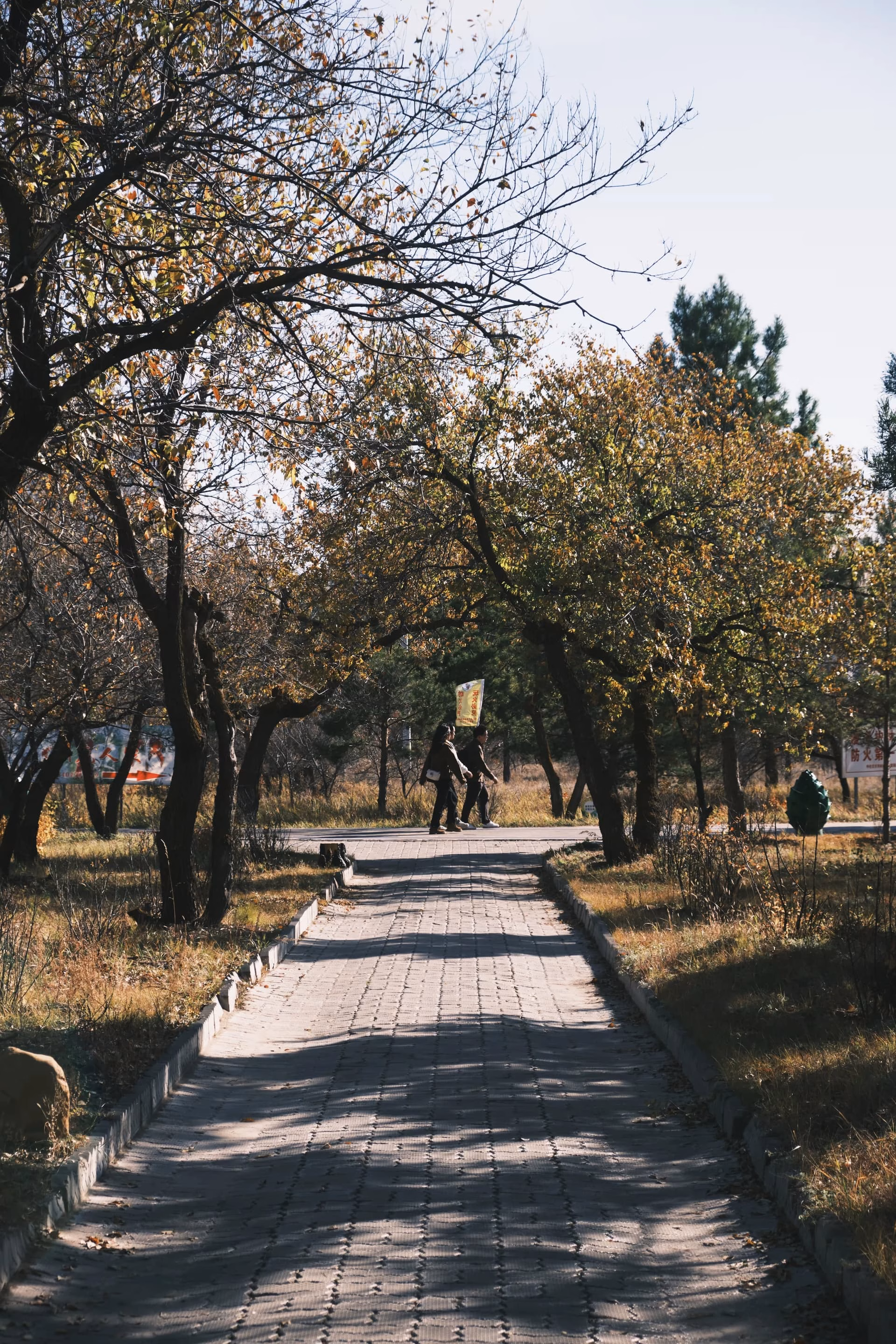image|333x500