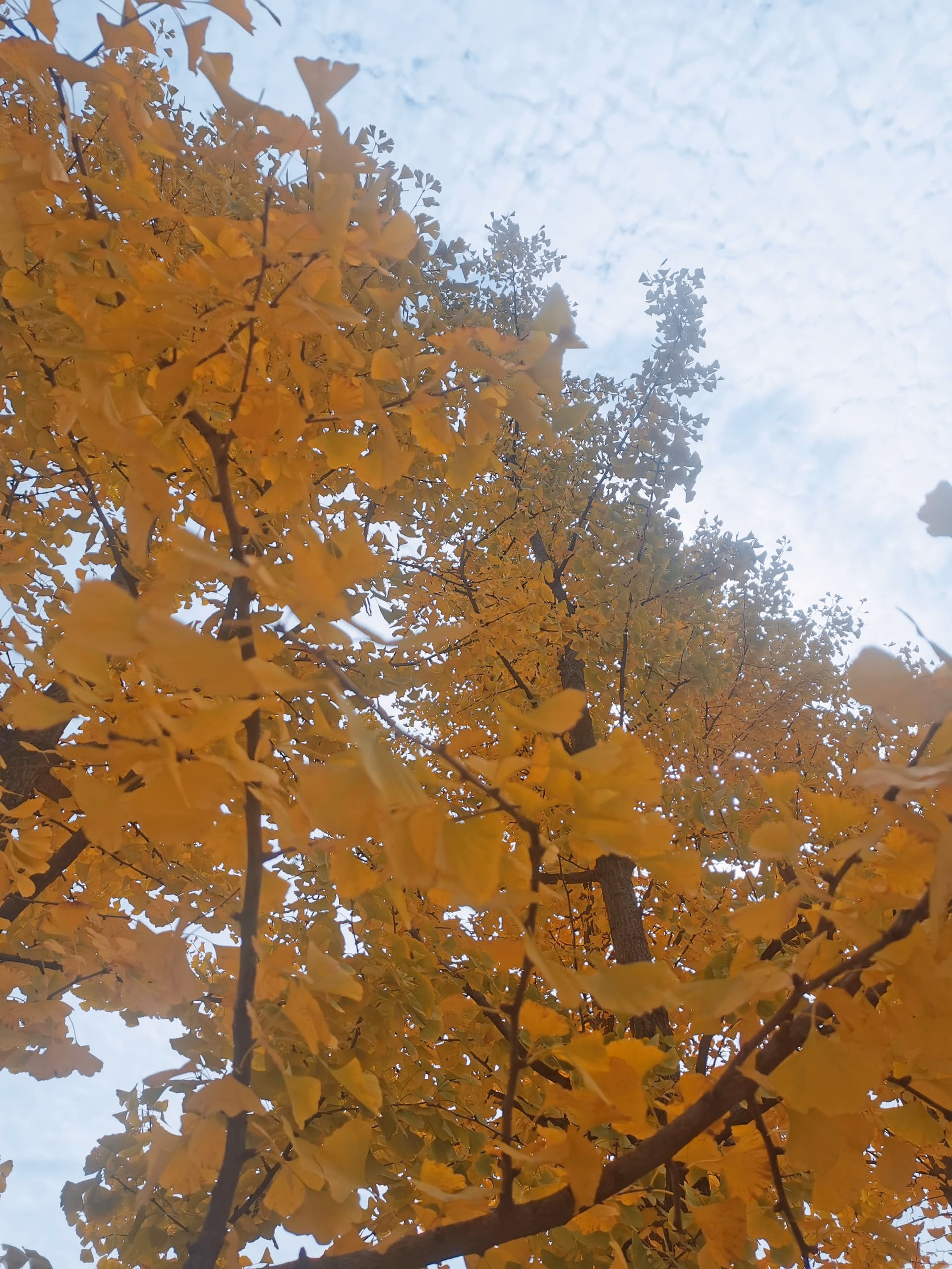 IMG_20231021_214825|375x500
