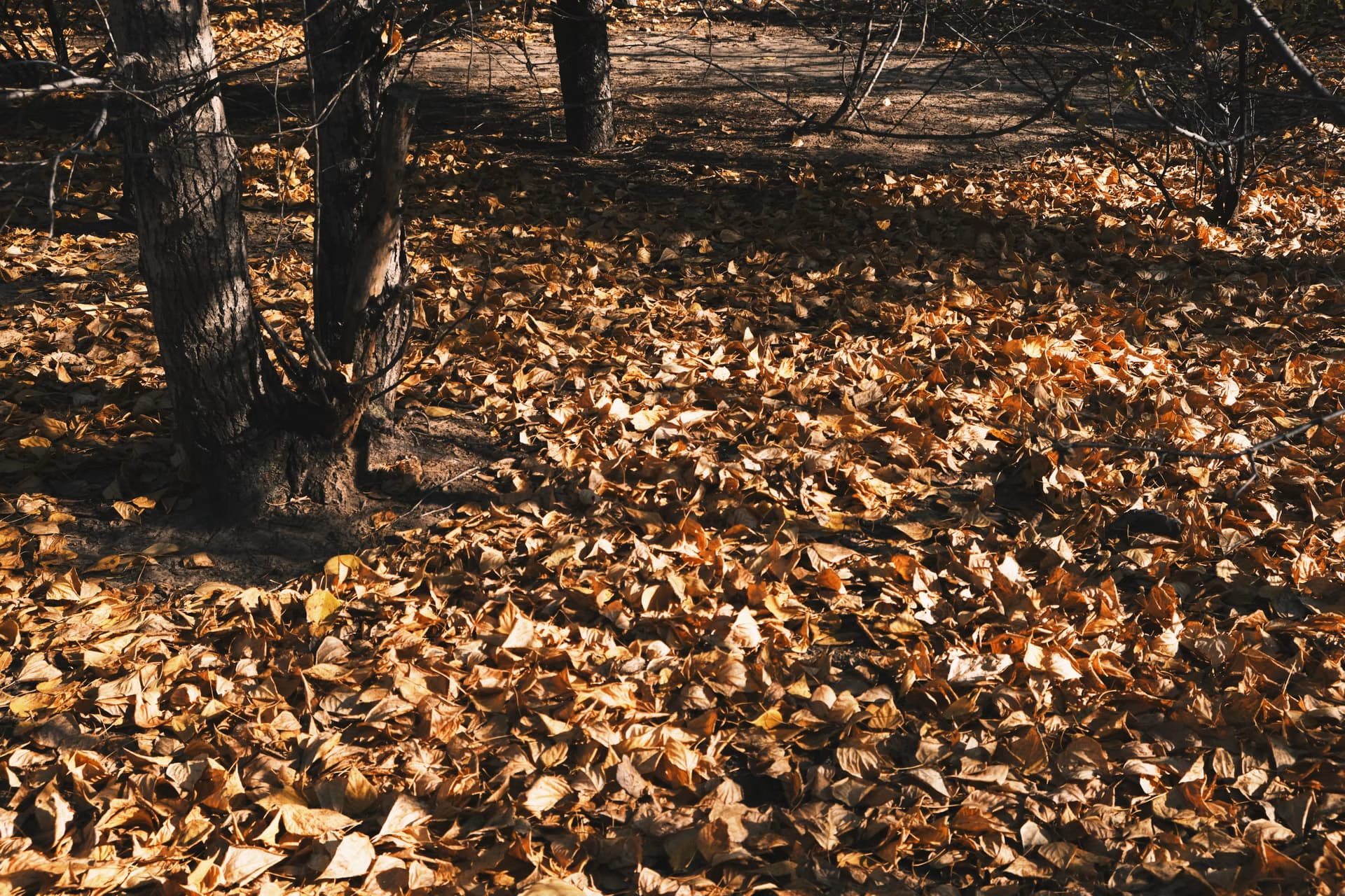 image|690x460